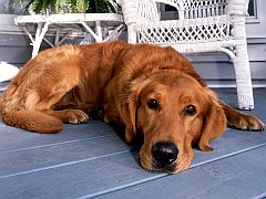 Porch Pooch